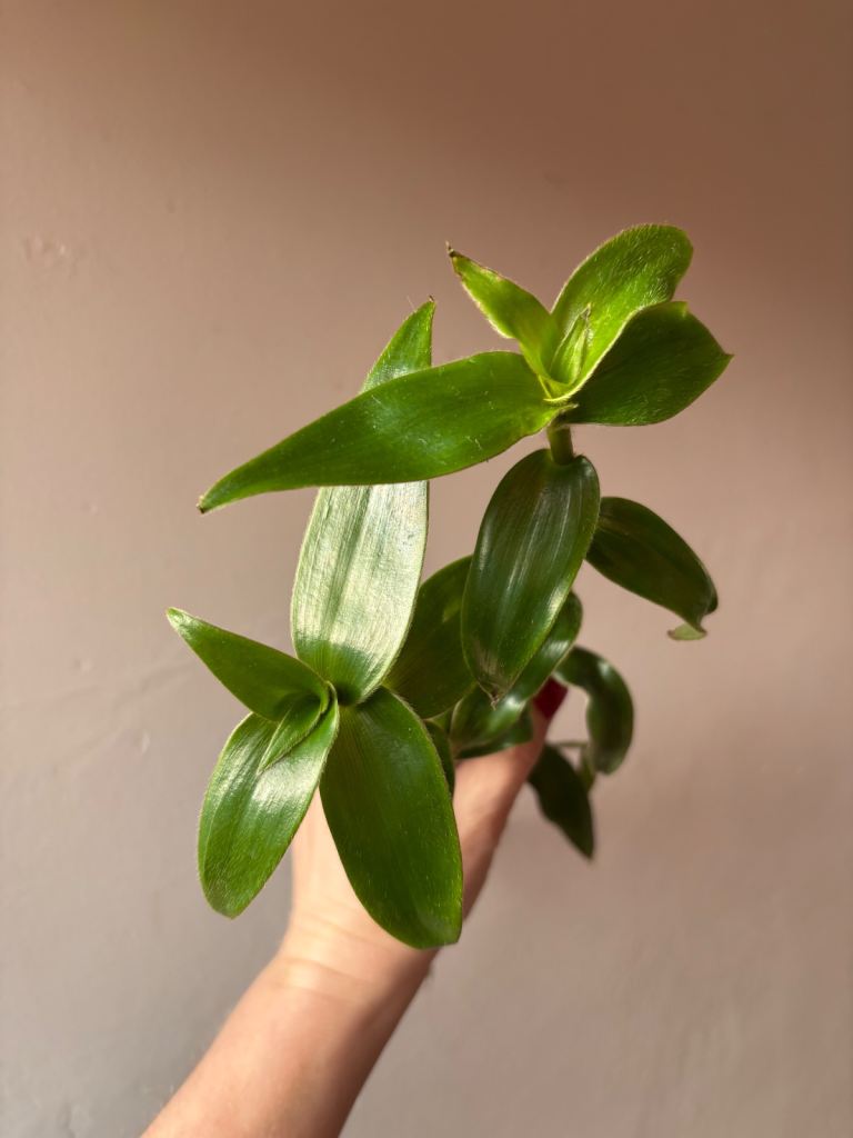 Tradescantia Cyanotis sp. 'Parrot's Beak' – Easy Houseplant – Established Plant – Fast Growing