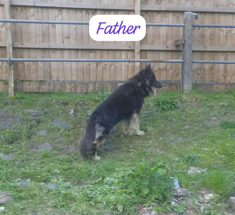Pure bred German shepherds