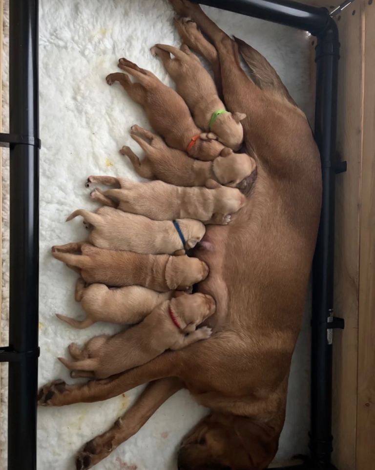 KC reg Fox Red and Gold Labrador Puppies 