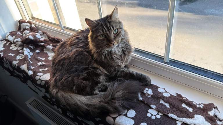 Urgent - Adorable Male cat - he’s very chilled 