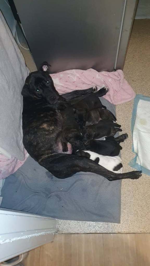 I have 1 Cane corso X English bulldog puppy girl  for sale 