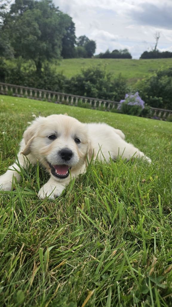 Ikc Golden retriever puppies