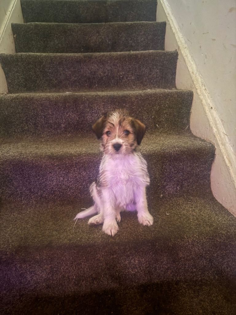 Jack Russell x shitzui