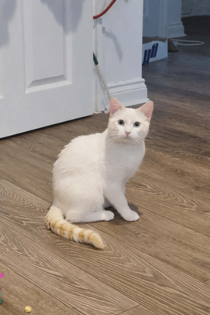 Flame point siamese boy 