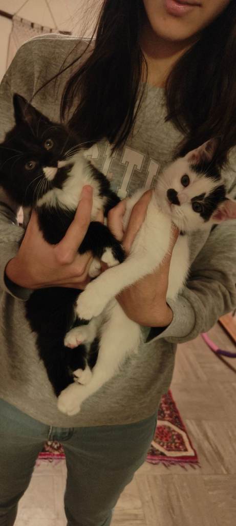 Kittens for sale 