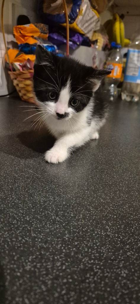 1 gorgeous kitten for sale!Ready to go on the 17th January! Only black and white kittens available!