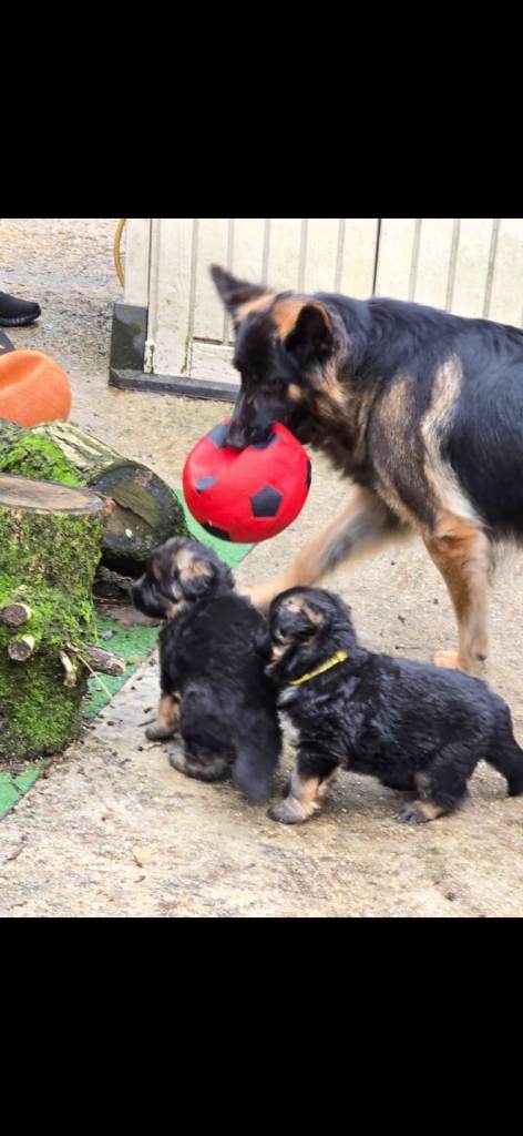 German Shepherd puppy