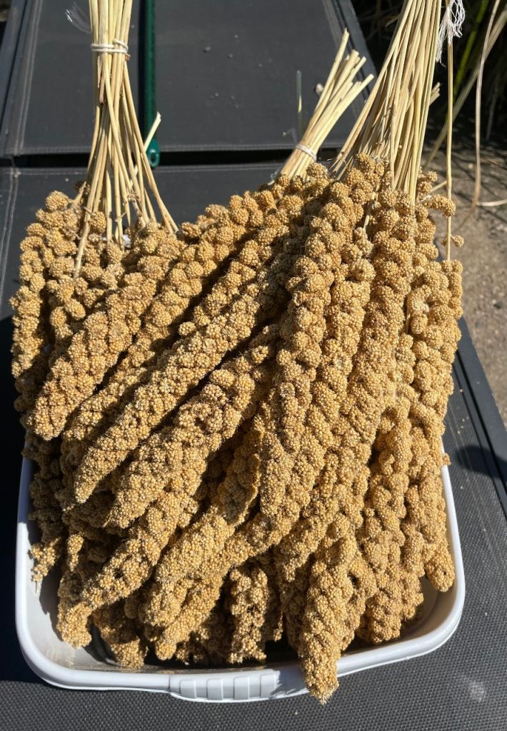 A huge 3kg of Millet Spray for just £19.50 delivered. 