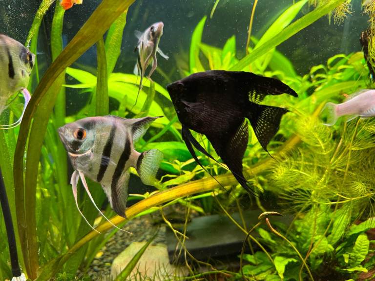 TROPICAL FISH -PAIR OF ANGELFISH