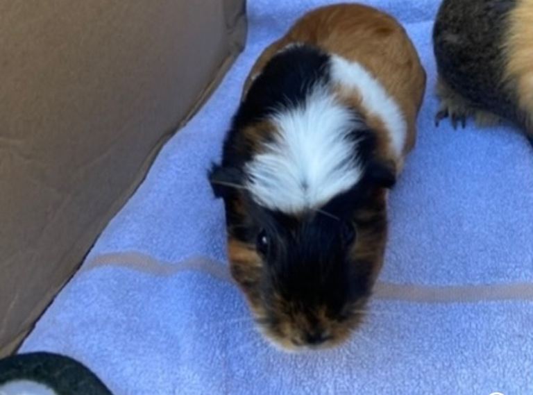 Guinea pigs 