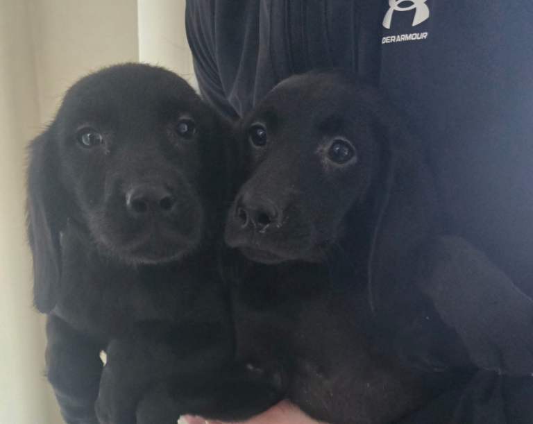 Labrador puppies 