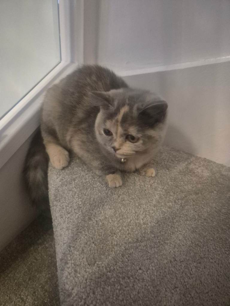 Female cream and grey british short hair 