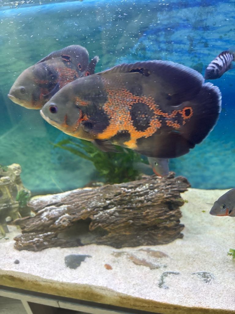 Large Oscar fish