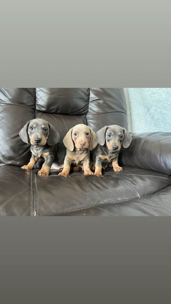 Miniature dachshund puppy