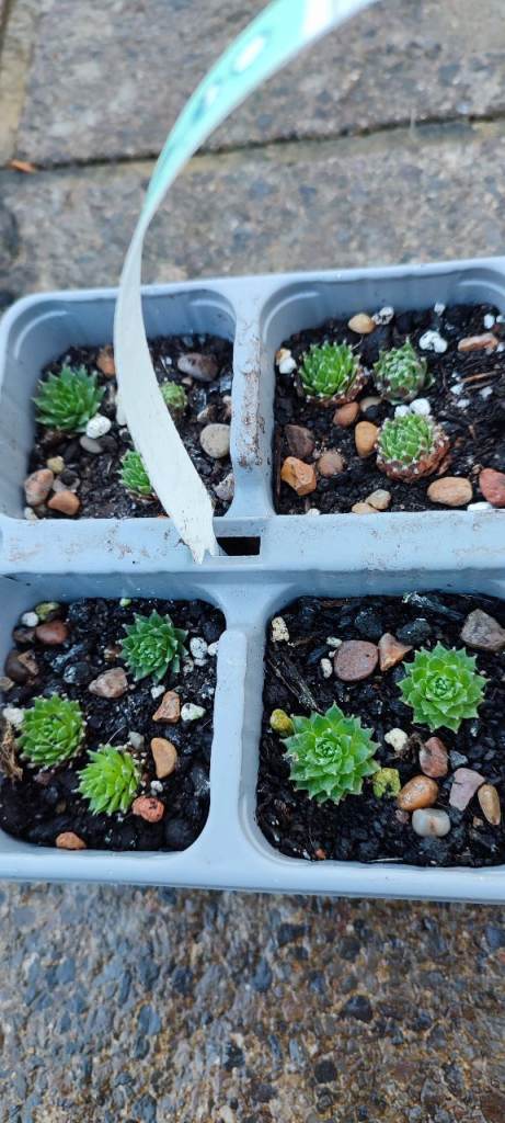 Sempervivum succulents 