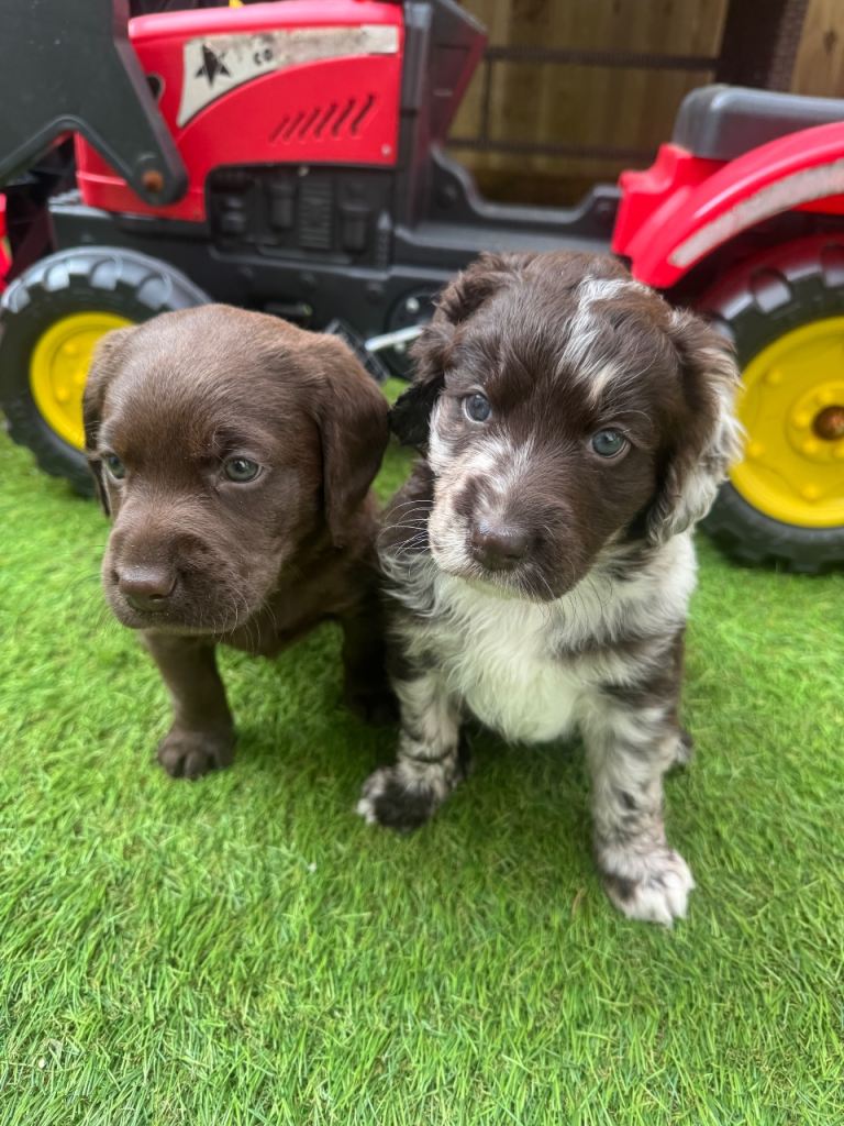 Labradoodle final girl available 