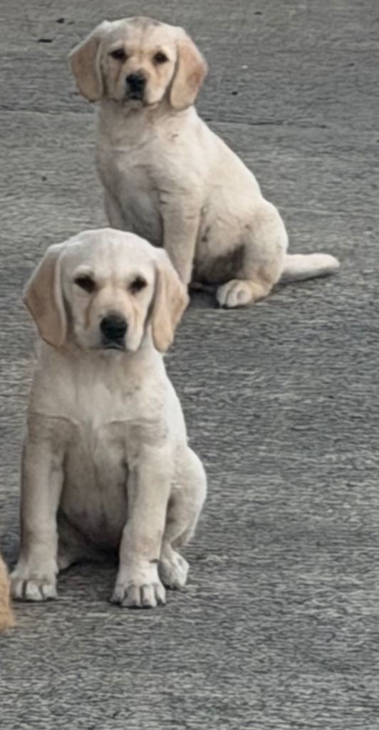 Labrador puppies 