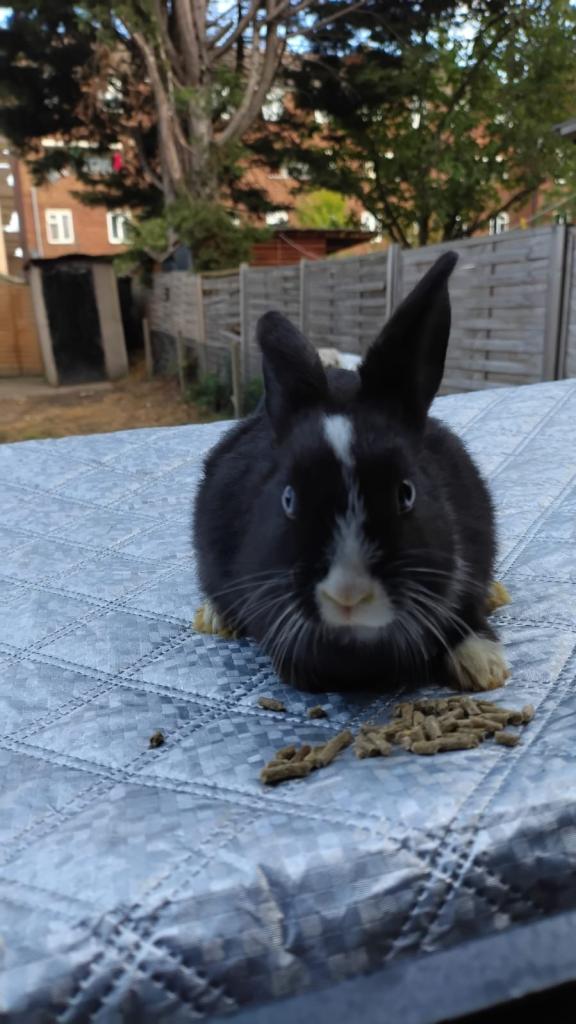 4 beautiful baby rabbits for sale