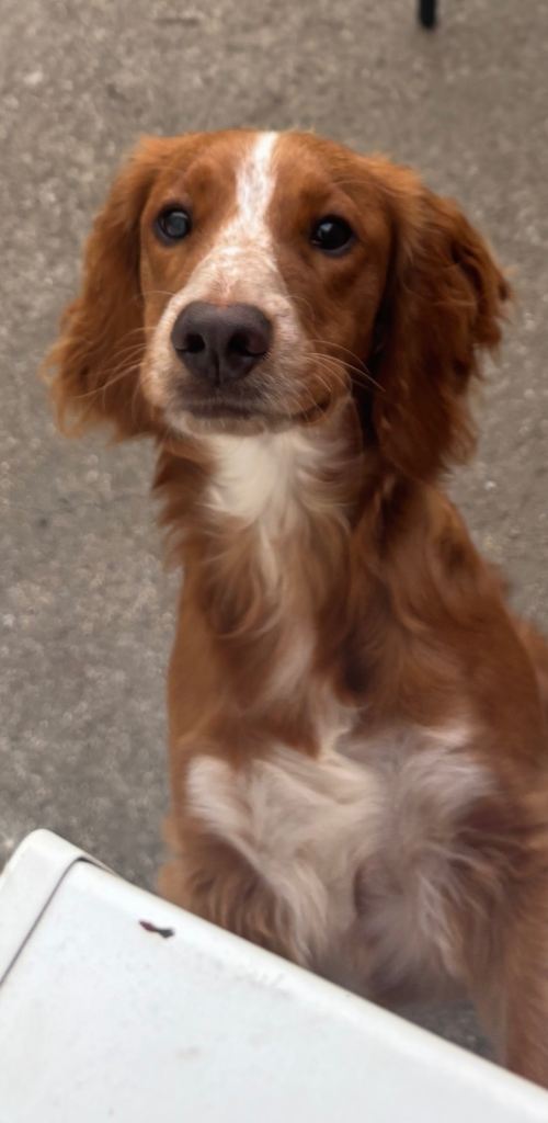 Loveable 7 month male Cocker Spaniel 