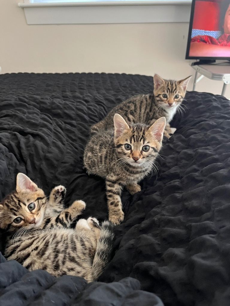 Bengal kittens 