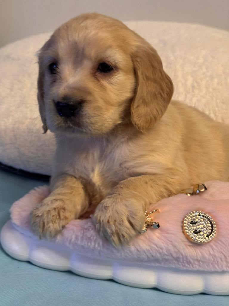 Golden cocker retriever puppies ( Golden Retreat X Show Cocker Spaniel)