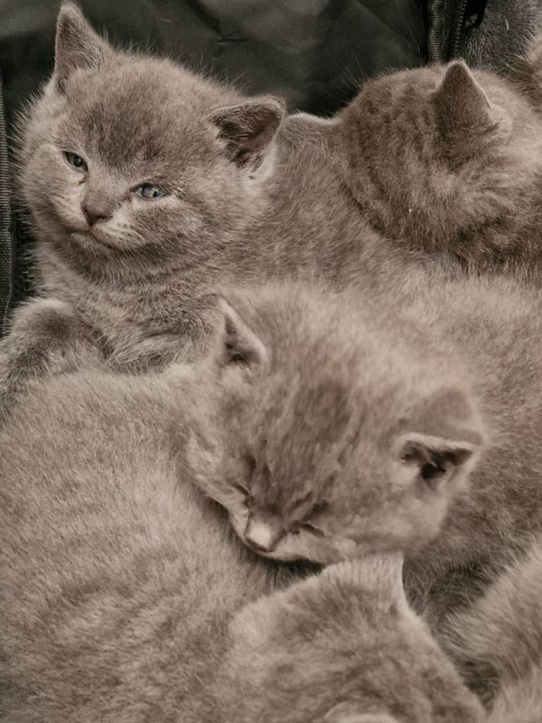 👑 Premium Pedigree British Shorthair Kittens Ready Now! 👑