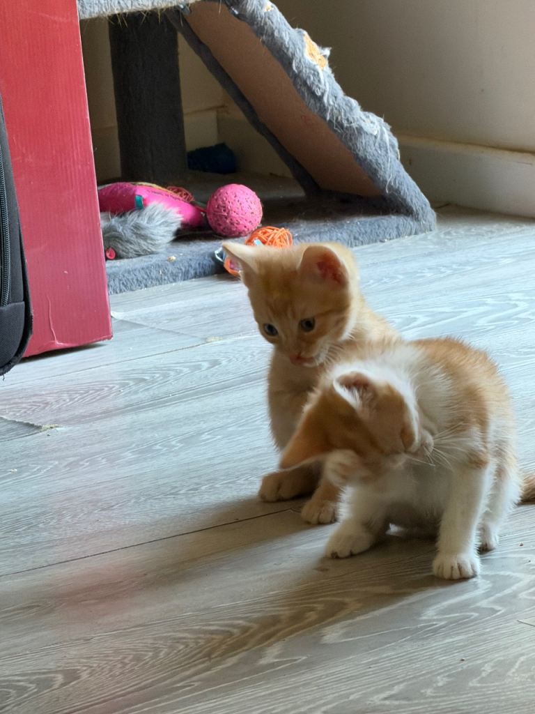 2 little kittens 