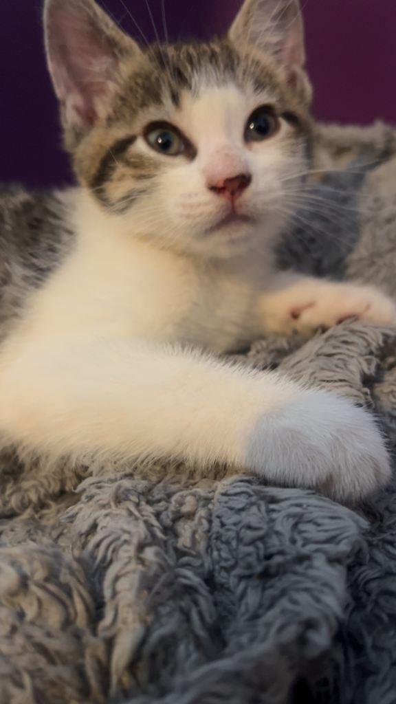 Male kitten ready to go 