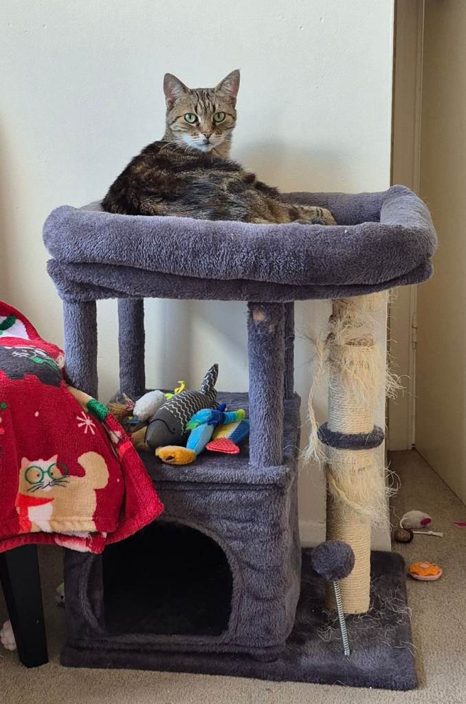 Cat tree / scratch post - free! Collection in KT1 4AN Hampton Wick 