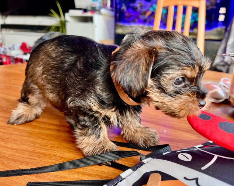 Yorkshire Terrier Puppies - full vac & microchip