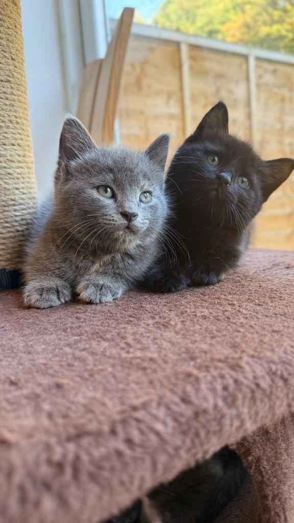 British short hair kittens 
