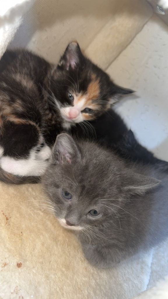4 beautiful kittens ready to be rehomed ☺️🫶🏼 