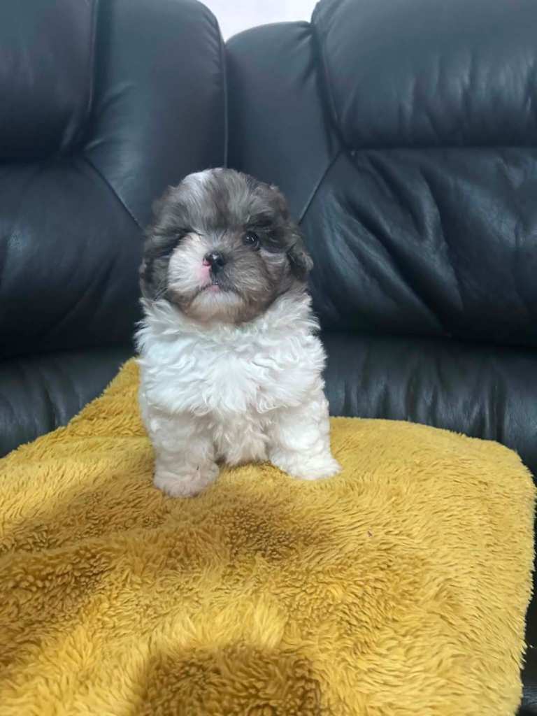 Rare shipoo