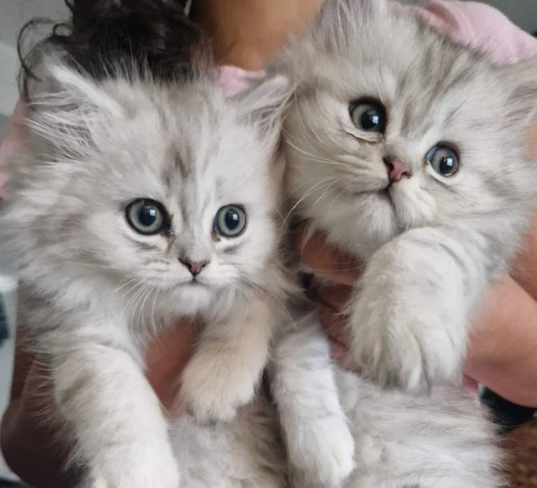 Persian chinchilla kittens 