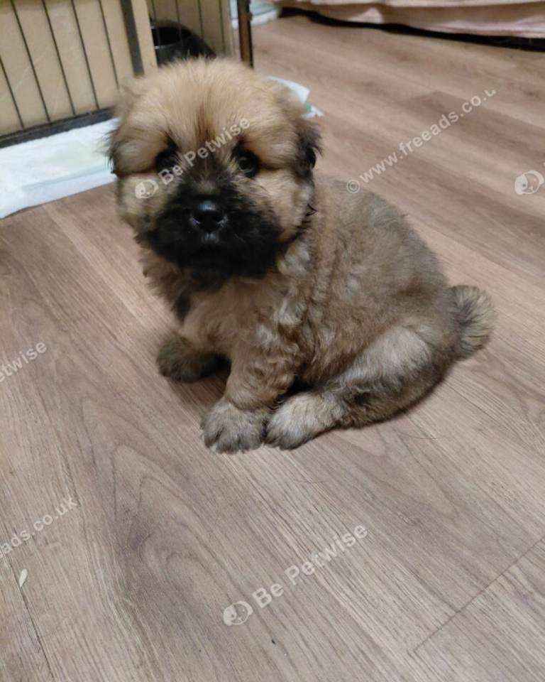  looking for a new home 