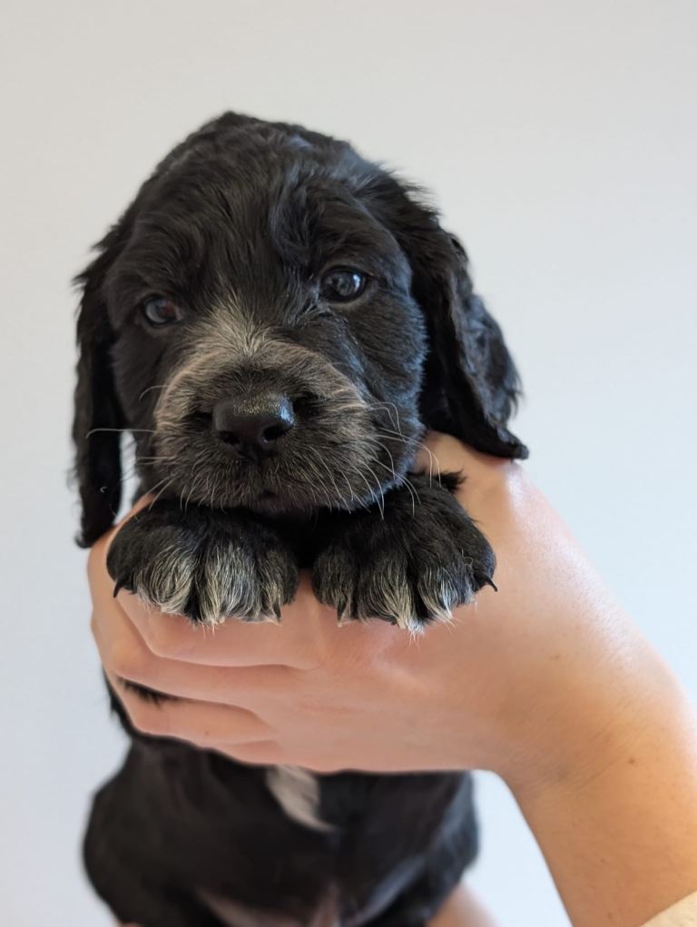 Cocker Spaniel Puppies For Sale