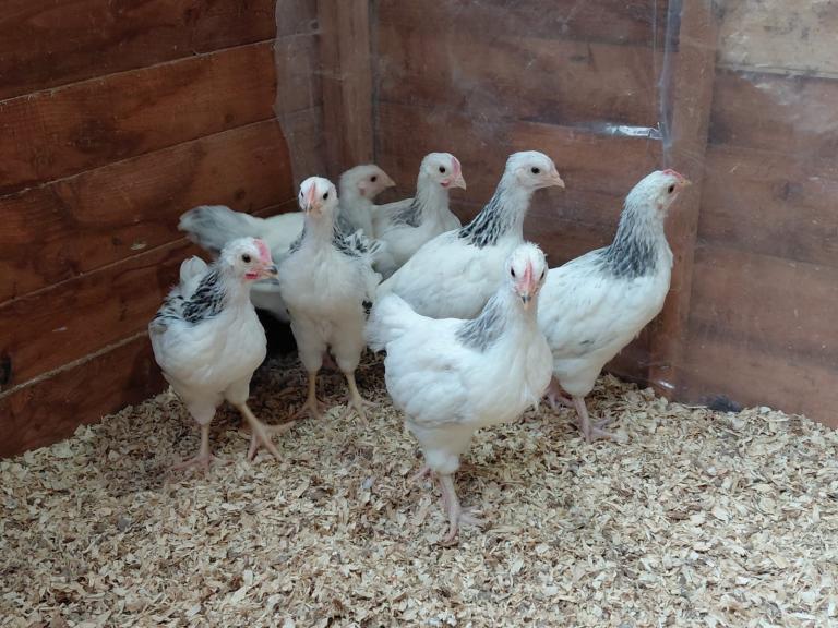 8 week old unsexed light Sussex off heat £10 each