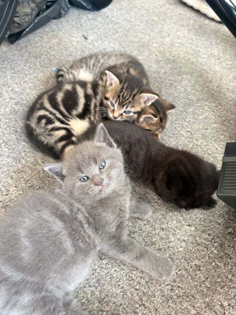 kittens