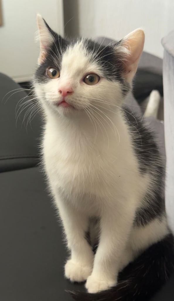 Half Persian Kitten - Accessories Included (Bundle)
