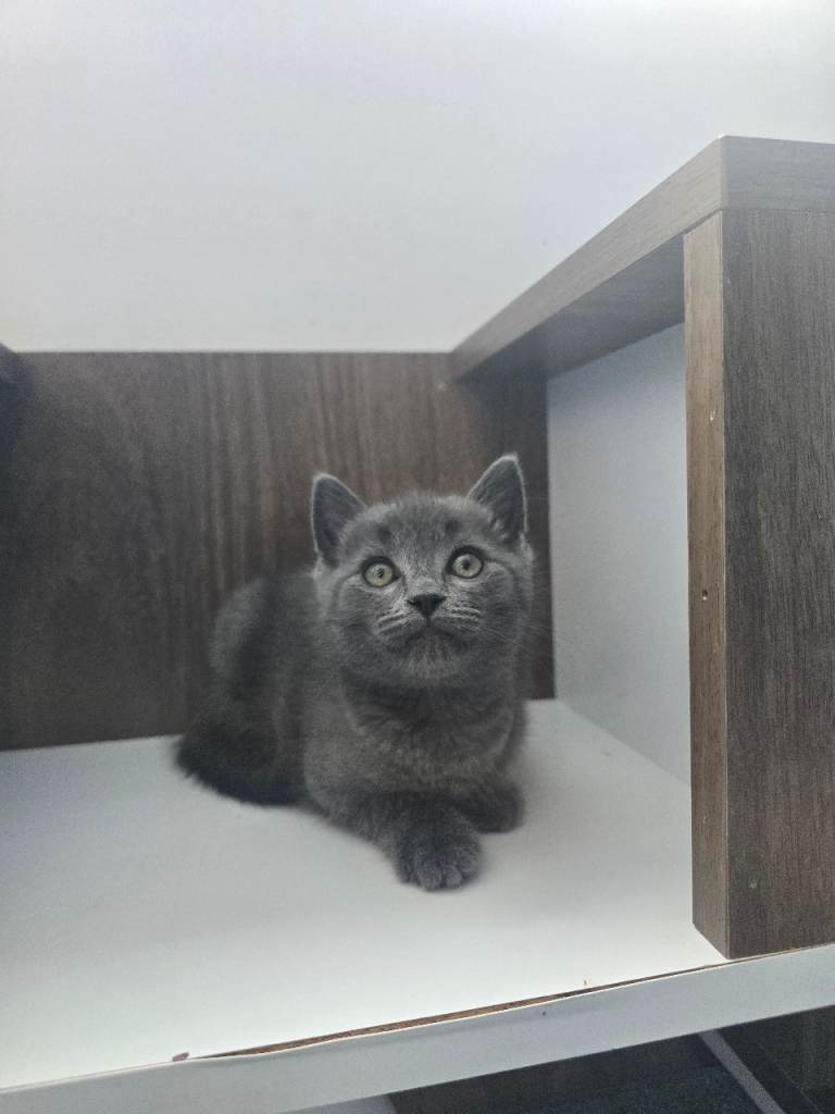 Ragdoll mix kittens