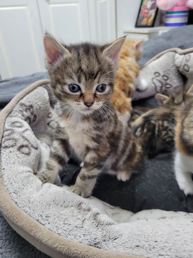 Cute kittens for sale.