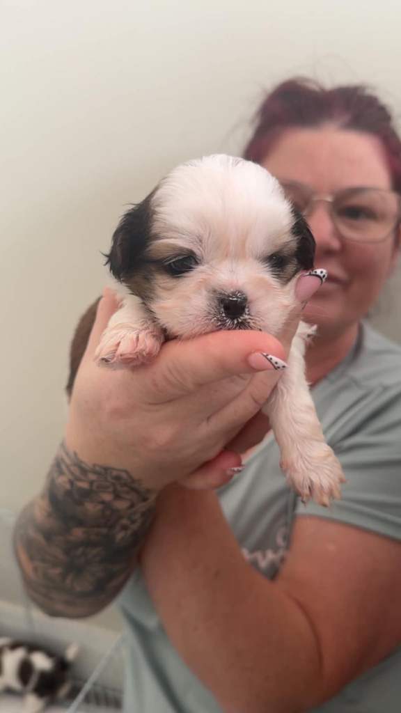 Shitzu puppies 