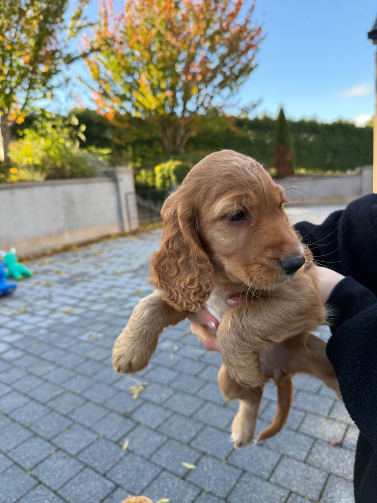 Cocker spaniel puppies **sold