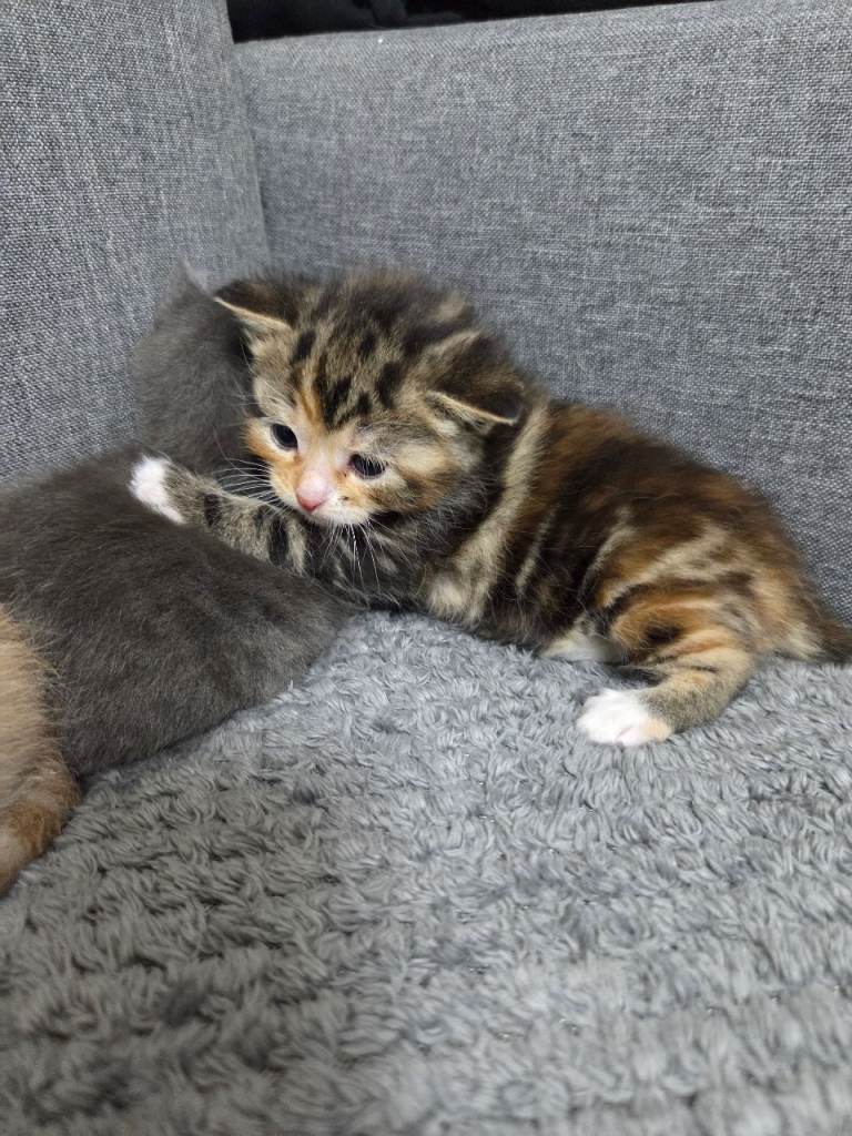 4 Adorable Kittens Ready for Their New Home 