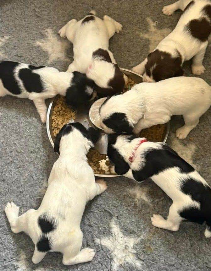 Sprocker puppies 