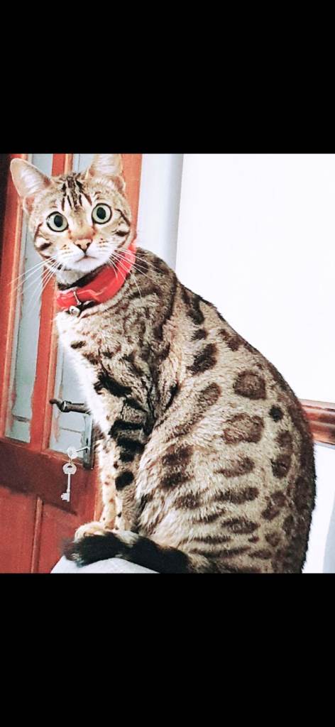 Half bengal kittens 