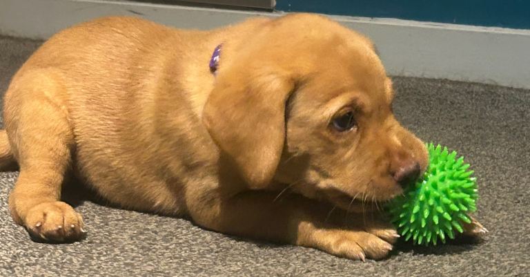 KC reg Fox Red and Gold Labrador Puppies 