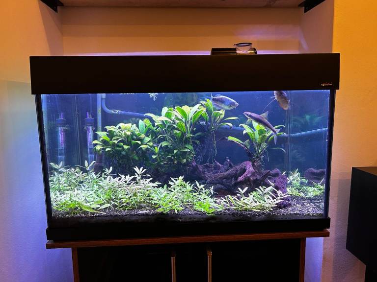 135L Aqua One Freshwater Tropical Tank and Cabinet