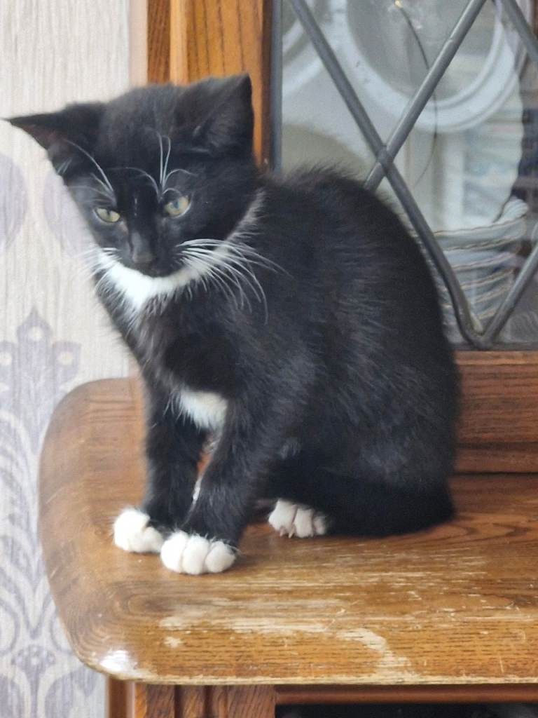 Kitten 
