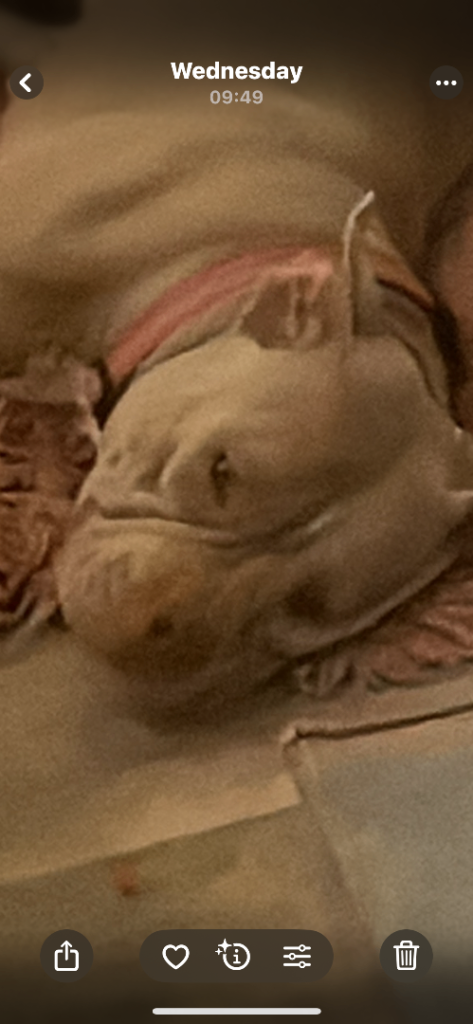 Pocket bully not Xl girl named Bella 